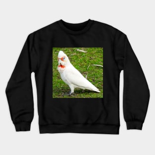 Eastern Long Billed Corella Crewneck Sweatshirt